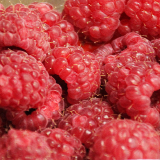 Framboises fraîches